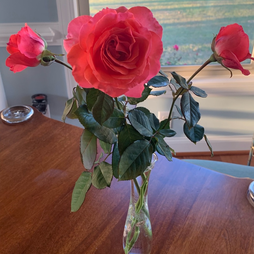 floribunda “America” climbing pink rose bush, plus 2 Stargazer Amaryllis bulbs. - Picture 2 of 6